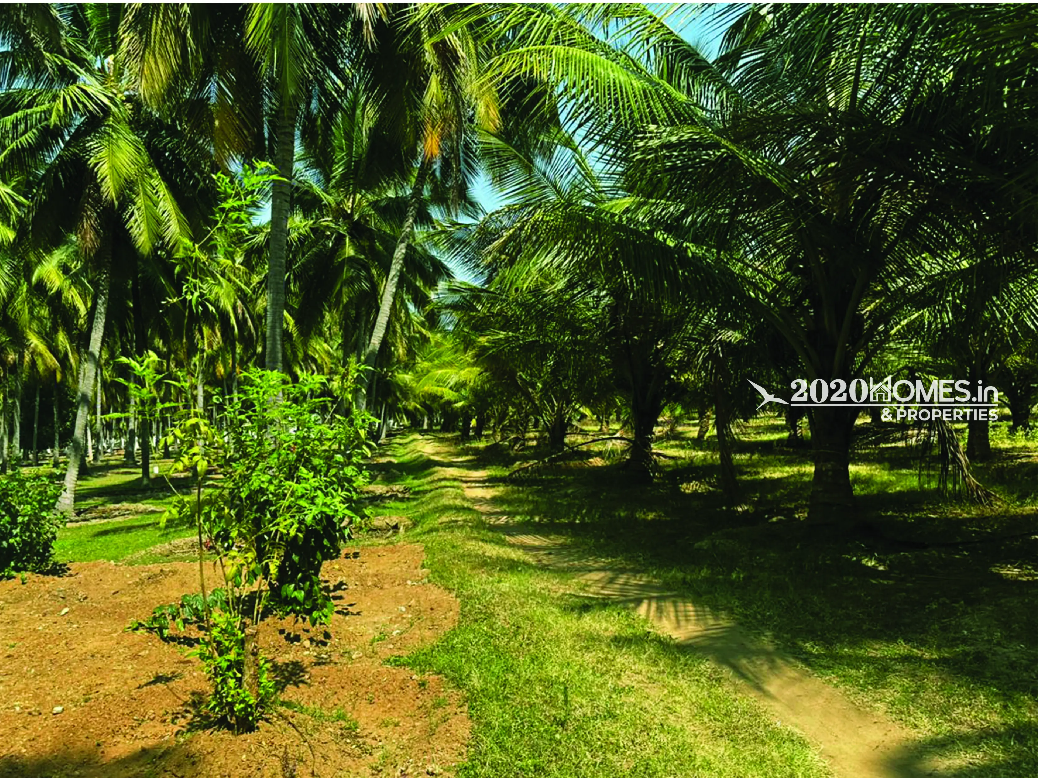 Pollachi AngalaKurichi Form